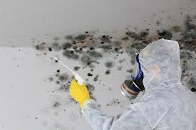 Reliable Evans, GA Mold Removal & Remediation Solutions